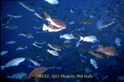 Nassau grouper aggregation