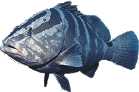 Nassau grouper