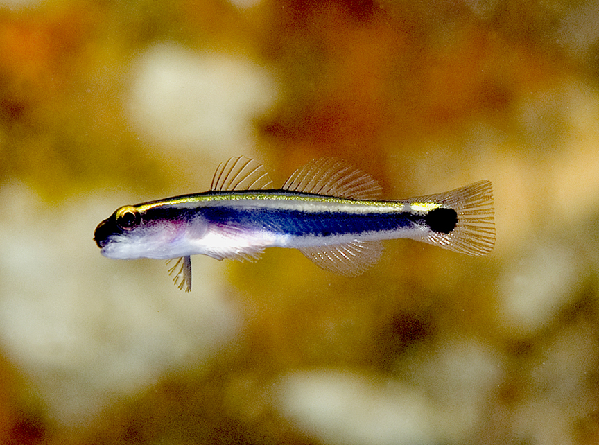 Exuma_goby.jpg