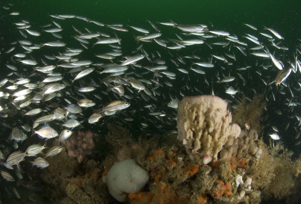 Gray's Reef Proposed Research Area Reef Environmental Education Foundation (REEF)