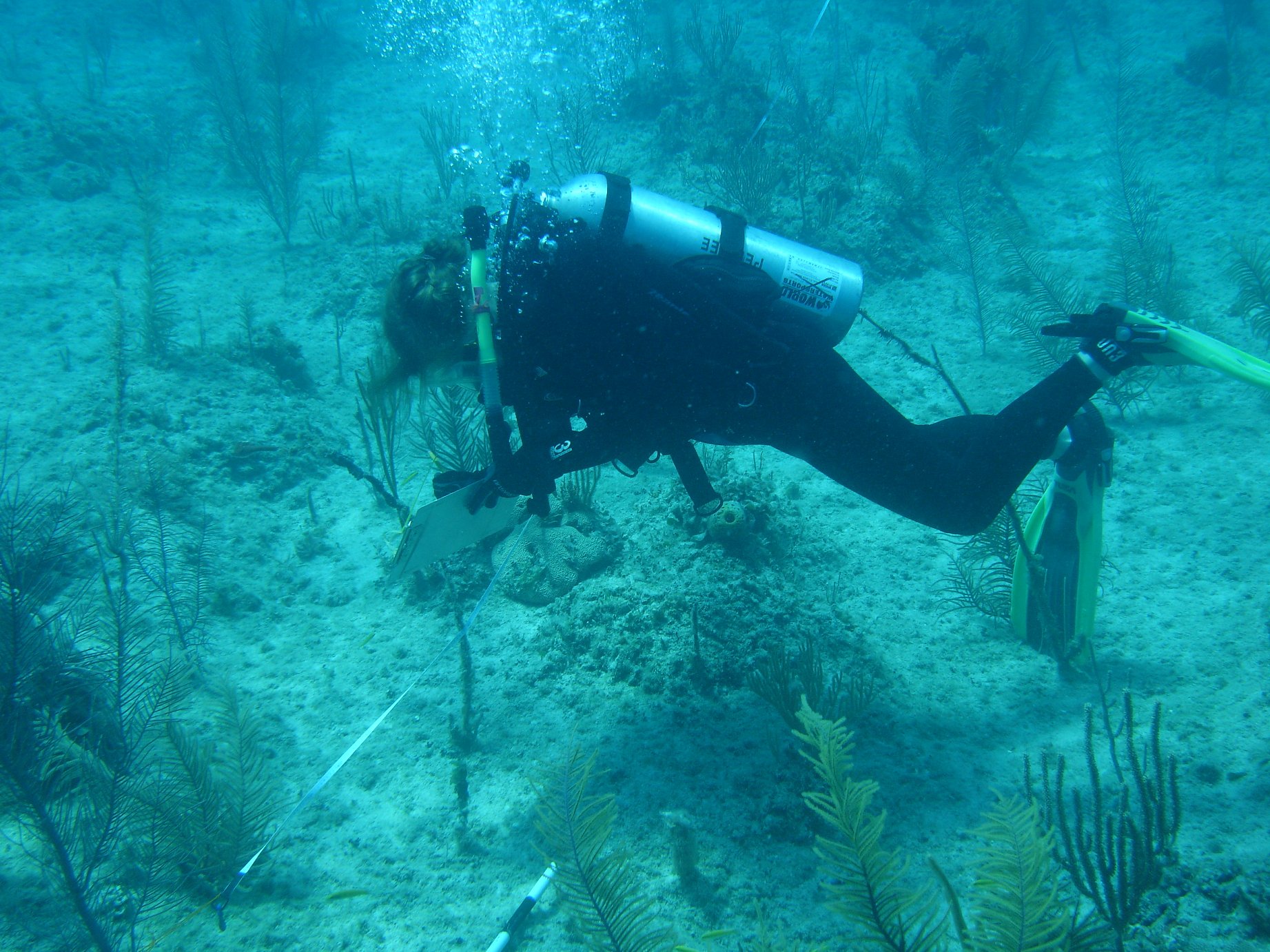 Intern Dives into Science and Bahamian Waters Reef Environmental