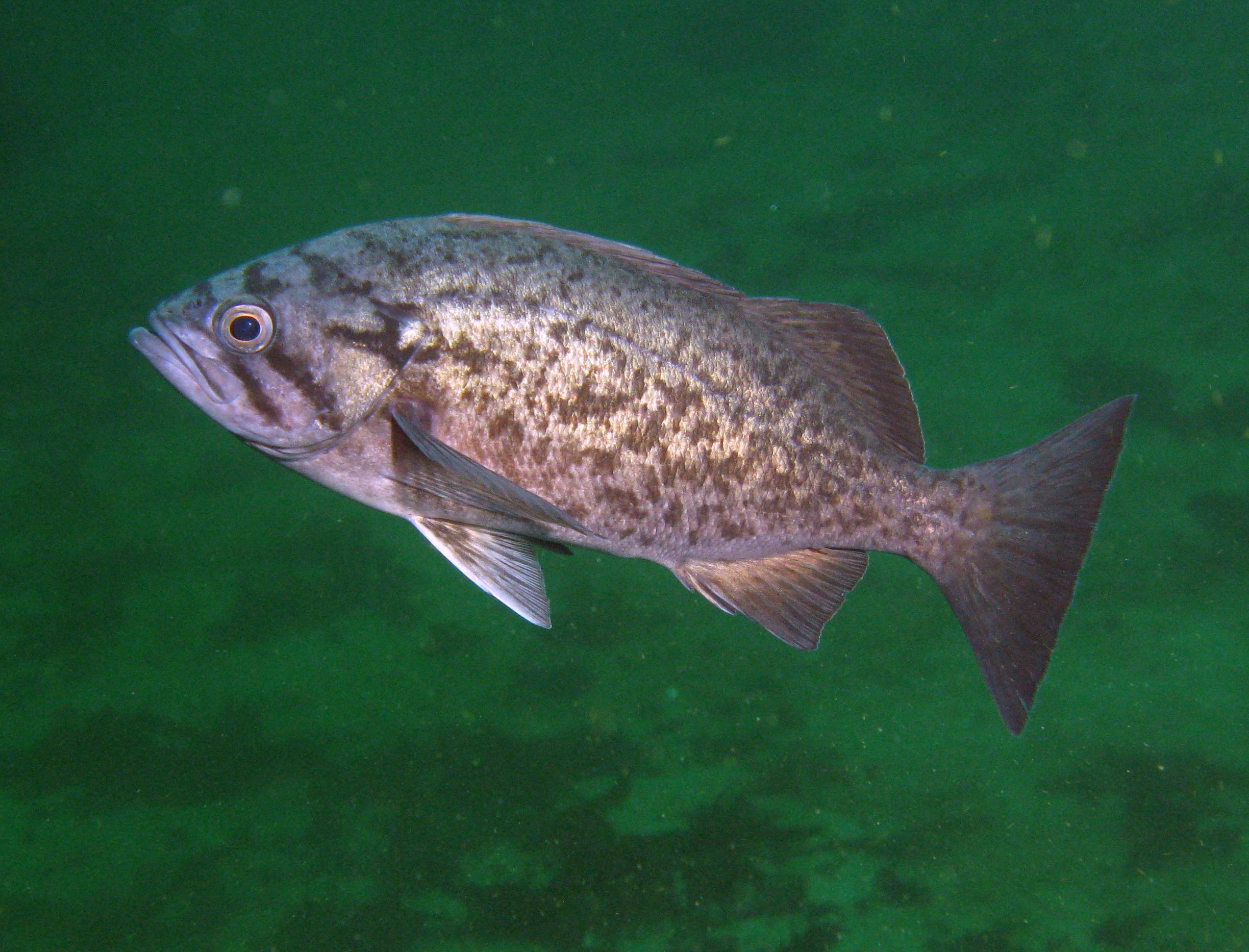 Blue rockfish Alchetron, The Free Social Encyclopedia