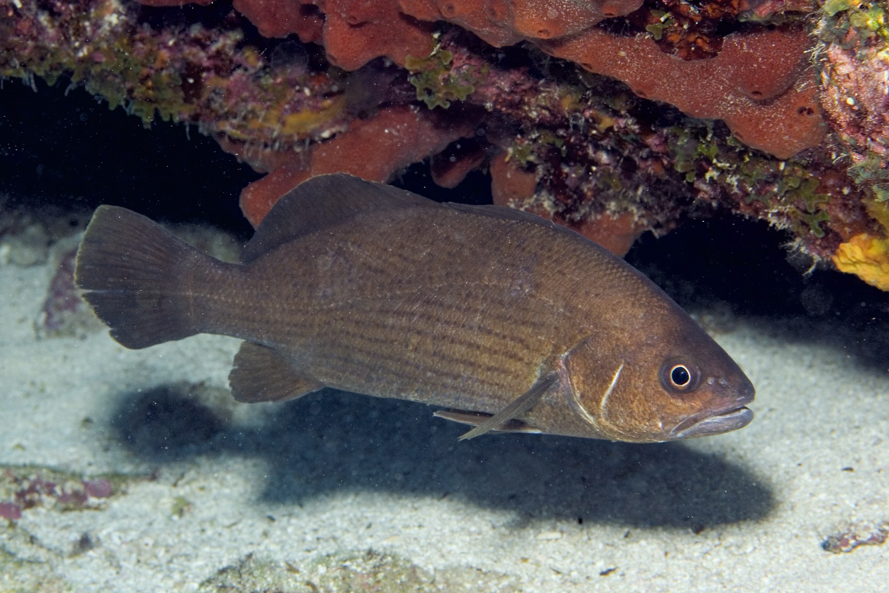Blue Croaker What a Find Reef Environmental Education Foundation