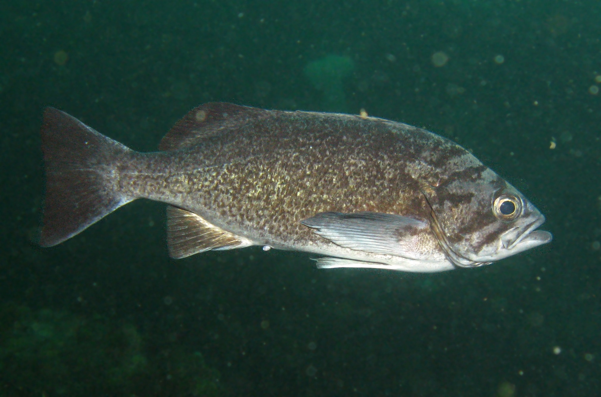 When Is a Blue Not a Blue Reef Environmental Education Foundation (REEF)