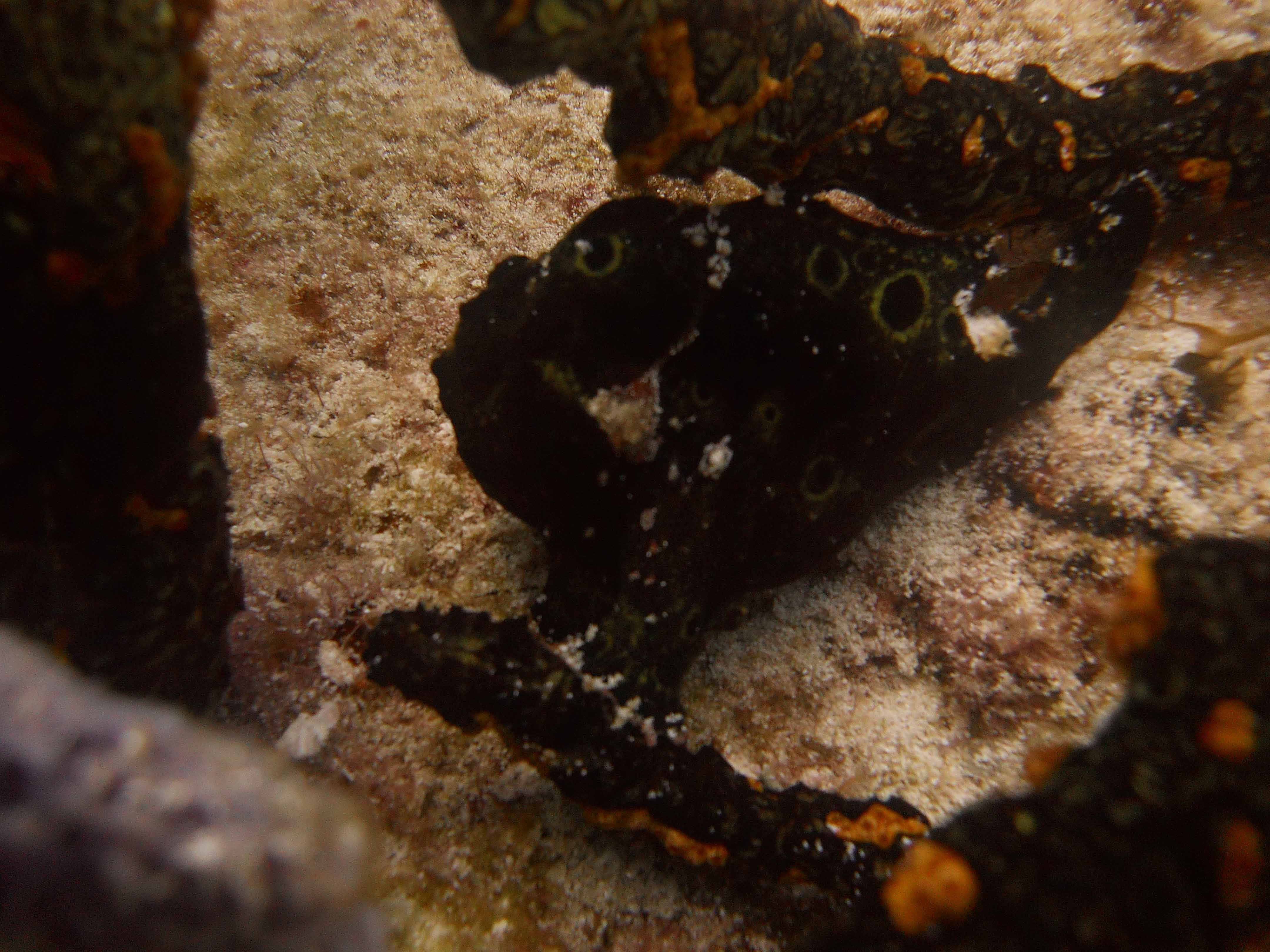 Reef Environmental Education Foundation (REEF) Explore. Discover