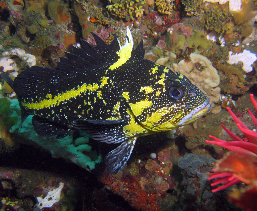 China Rockfish