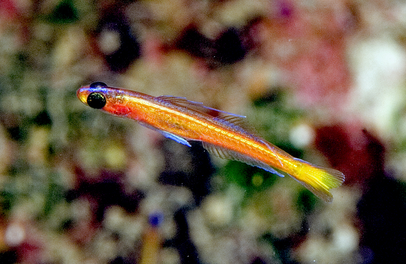 goby pictures