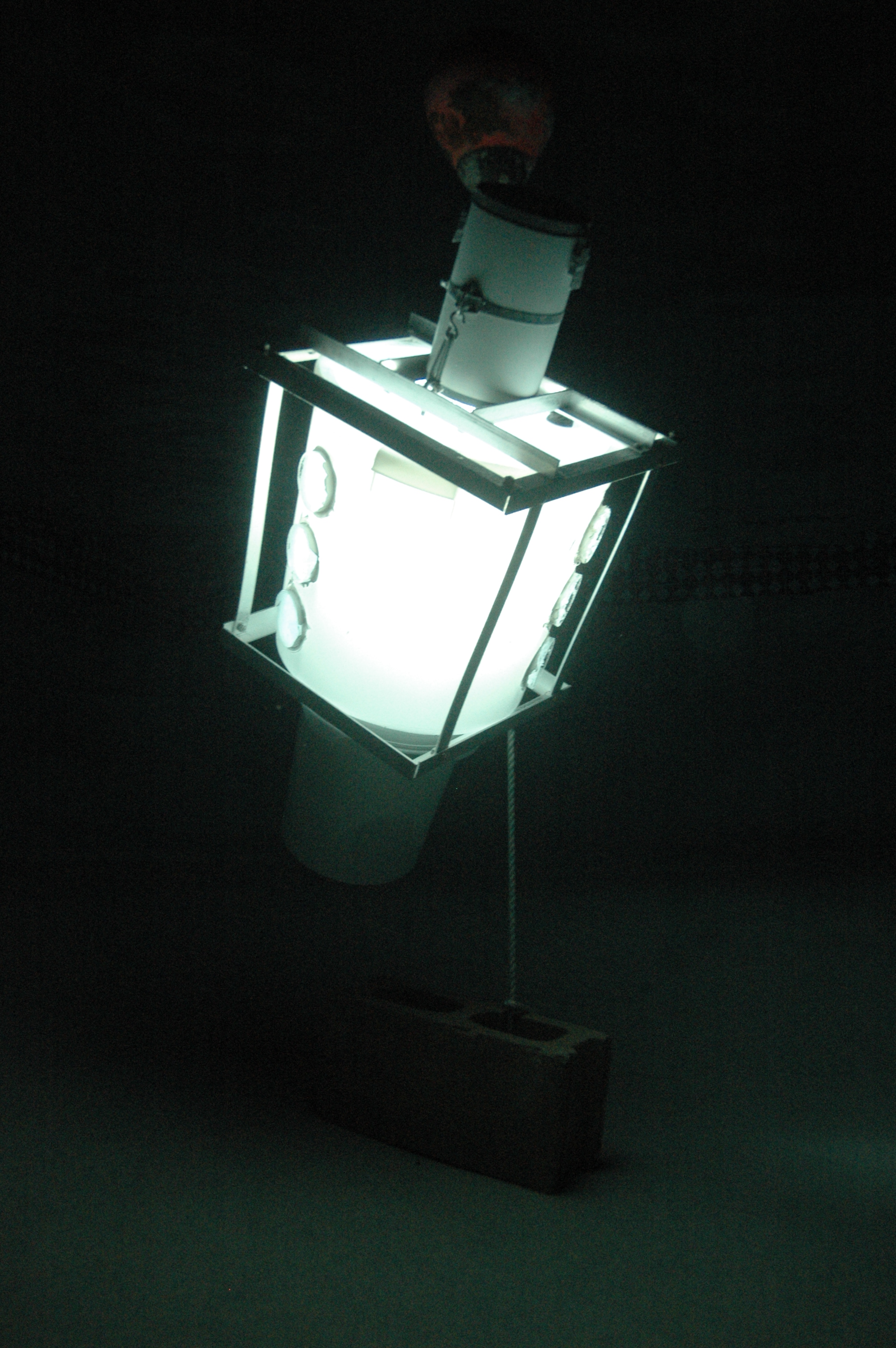 REEF Gearing Up For Another Year of Nassau Grouper Aggregation Research