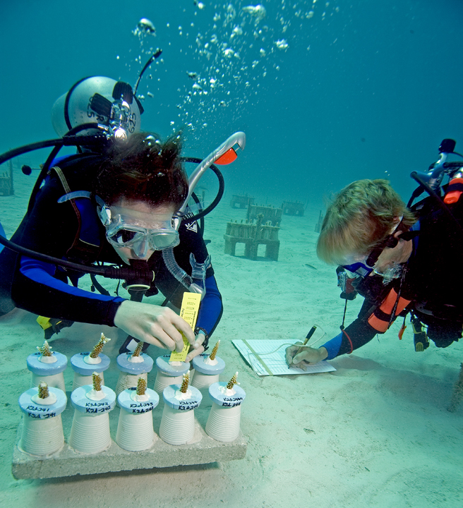 Believe It Or Not REEF Volunteers Grow a Coral Reef Reef