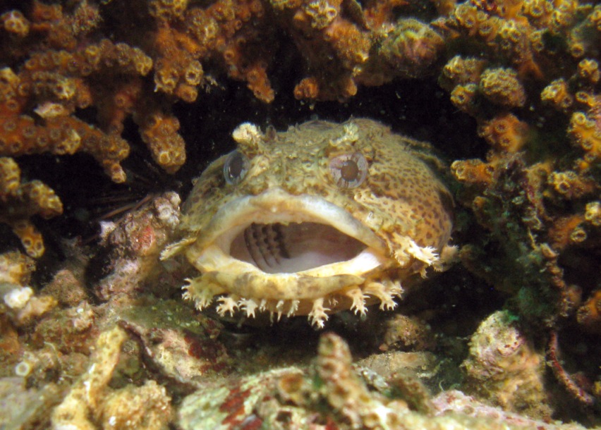 New REEF Program for South Atlantic States North Carolina, South