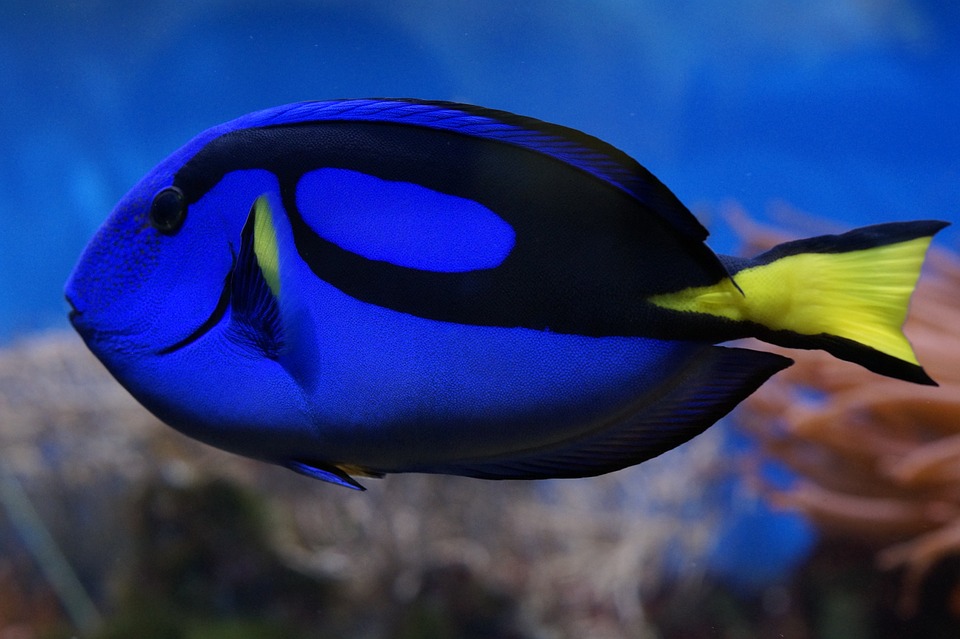 “Finding Dory” and Promoting Responsible Pet Ownership | Reef ...