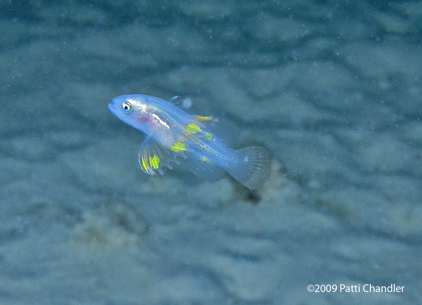 A Rare Fish Find on Bonaire's Bari Reef Reef Environmental Education