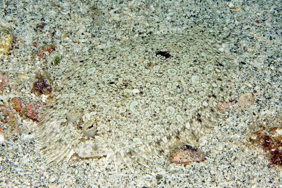 Know Your Flounder? Reef Environmental Education Foundation (REEF)
