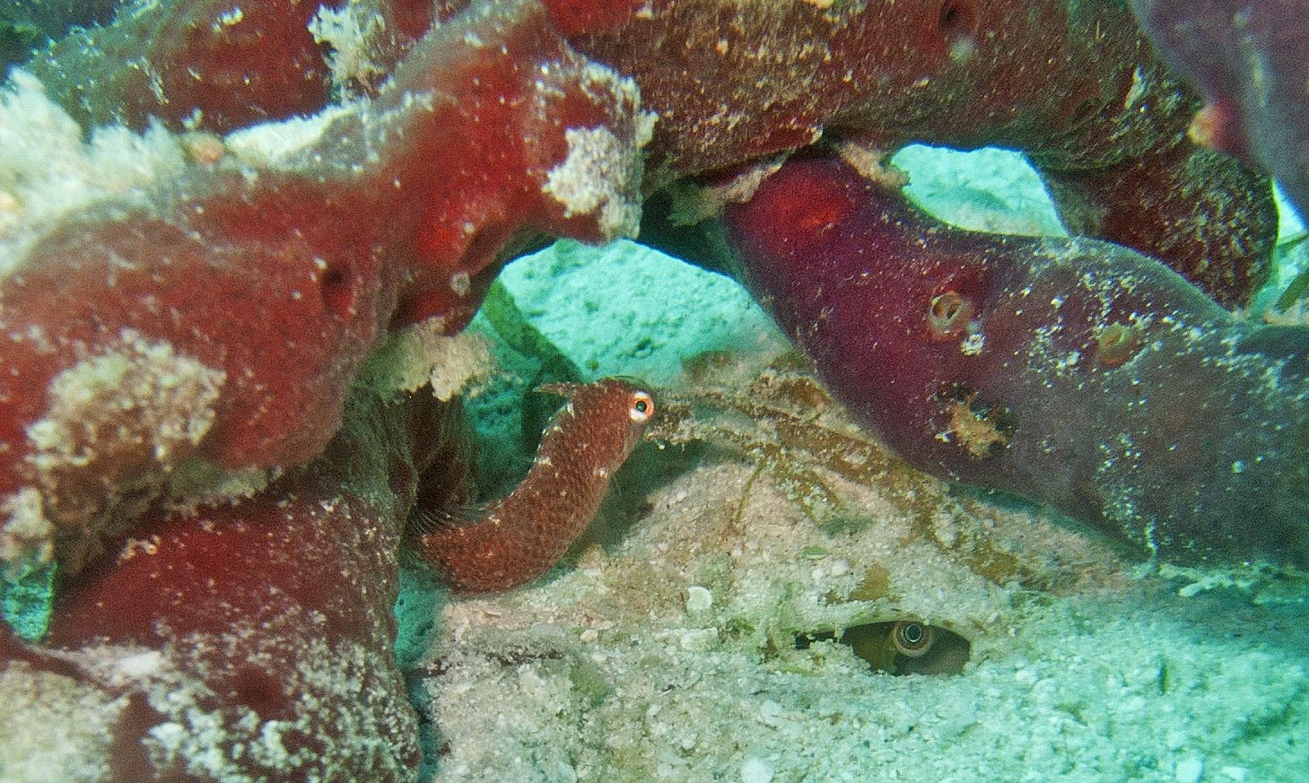 Juvenile Hogfish? Reef Environmental Education Foundation (REEF)