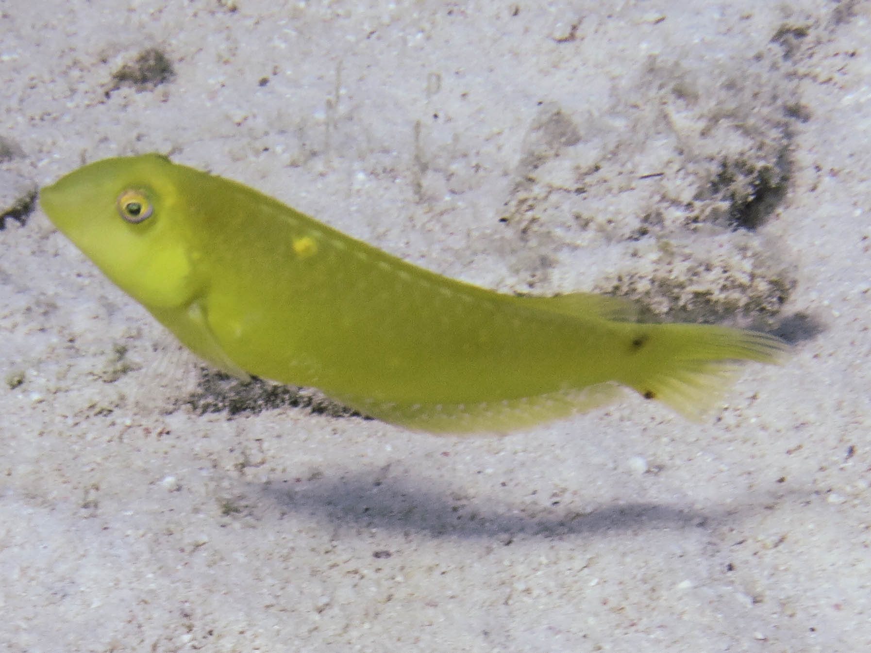 Yellow razorfish? Reef Environmental Education Foundation (REEF)