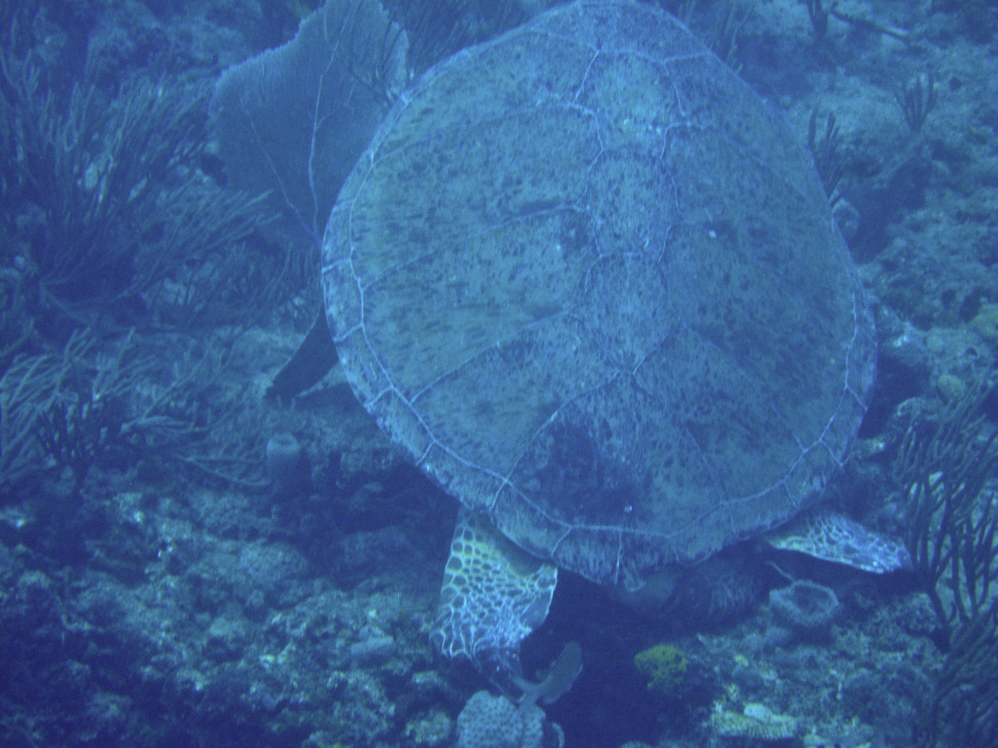 Unknown Turtle West Palm Beach, FL Reef Environmental Education