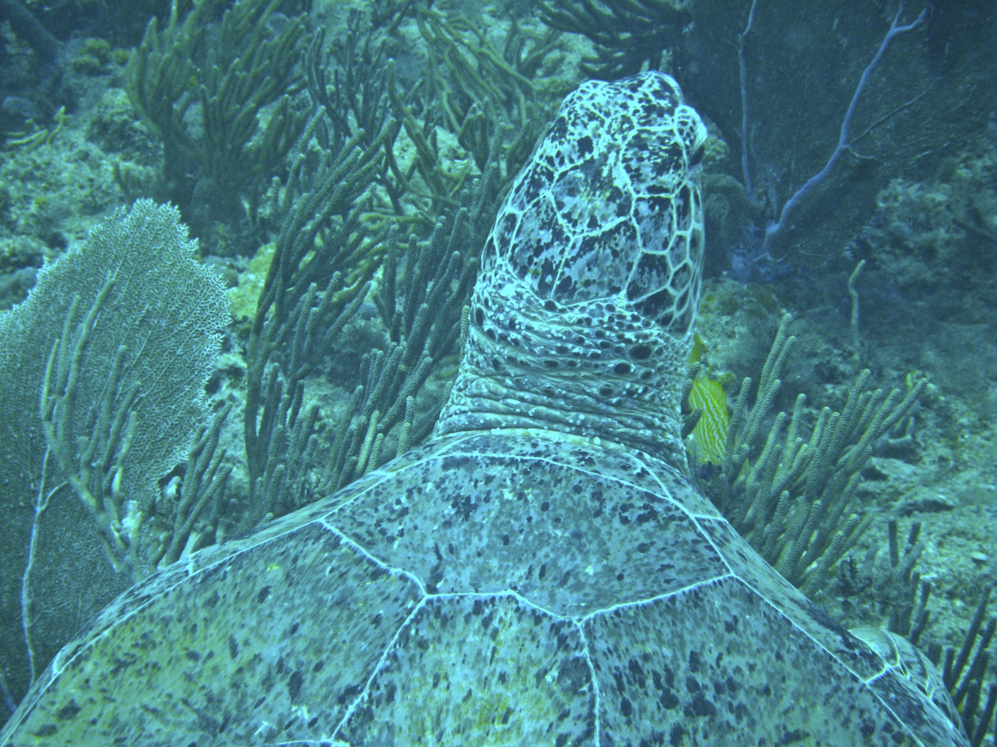 Unknown Turtle West Palm Beach, FL Reef Environmental Education