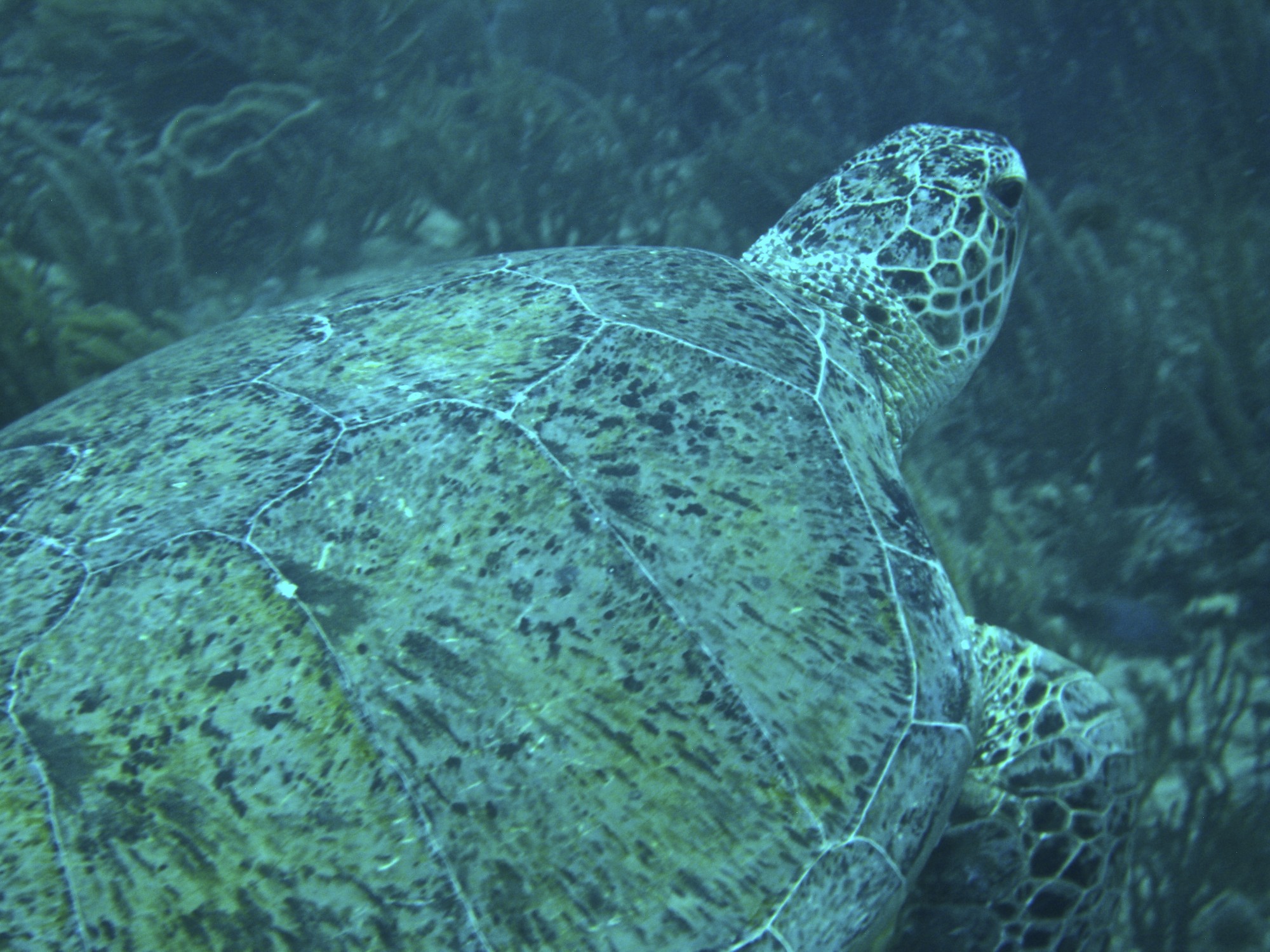 Unknown Turtle West Palm Beach, FL Reef Environmental Education
