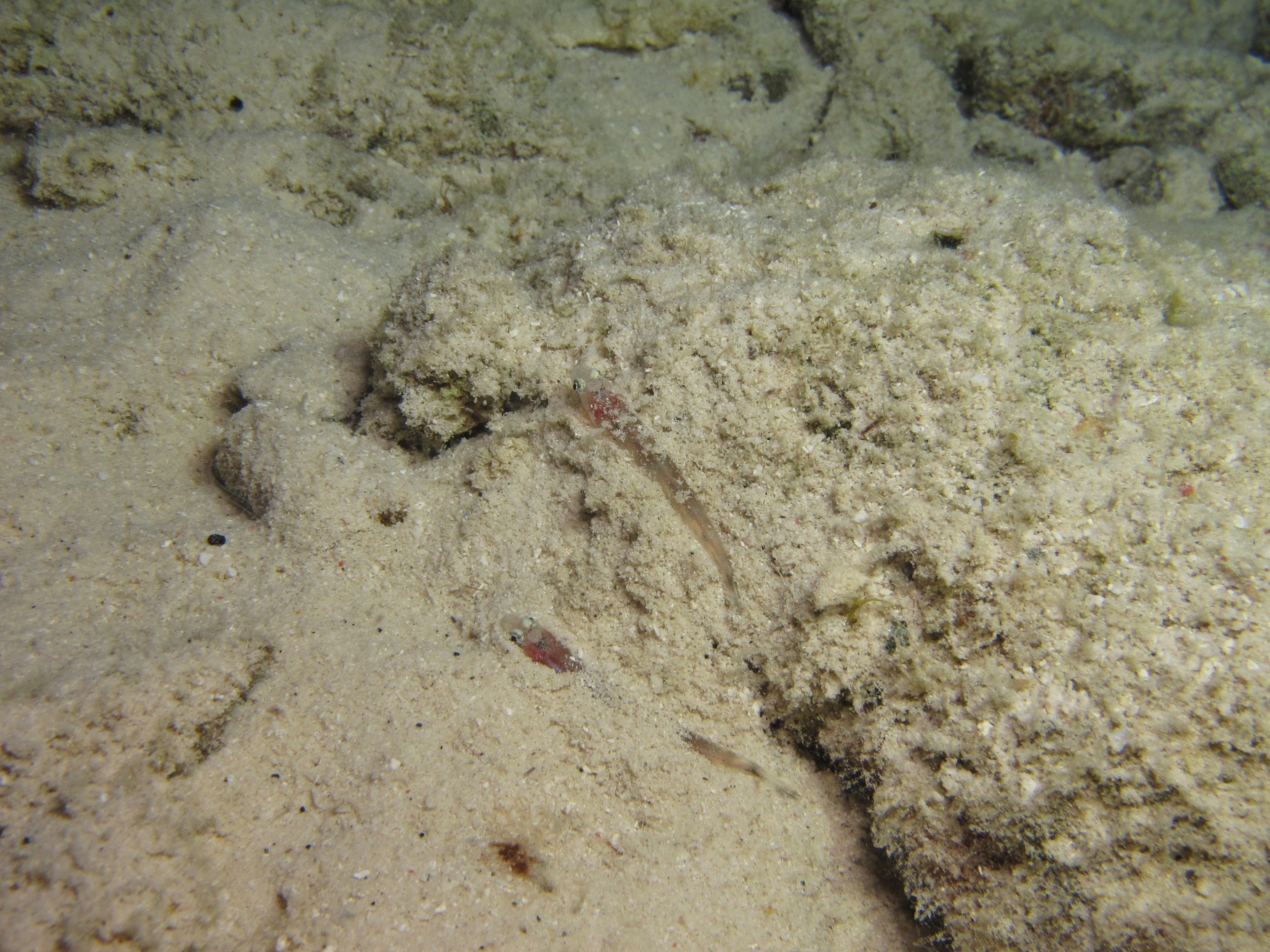 ID help fish from Bonaire Reef Environmental Education Foundation (REEF)