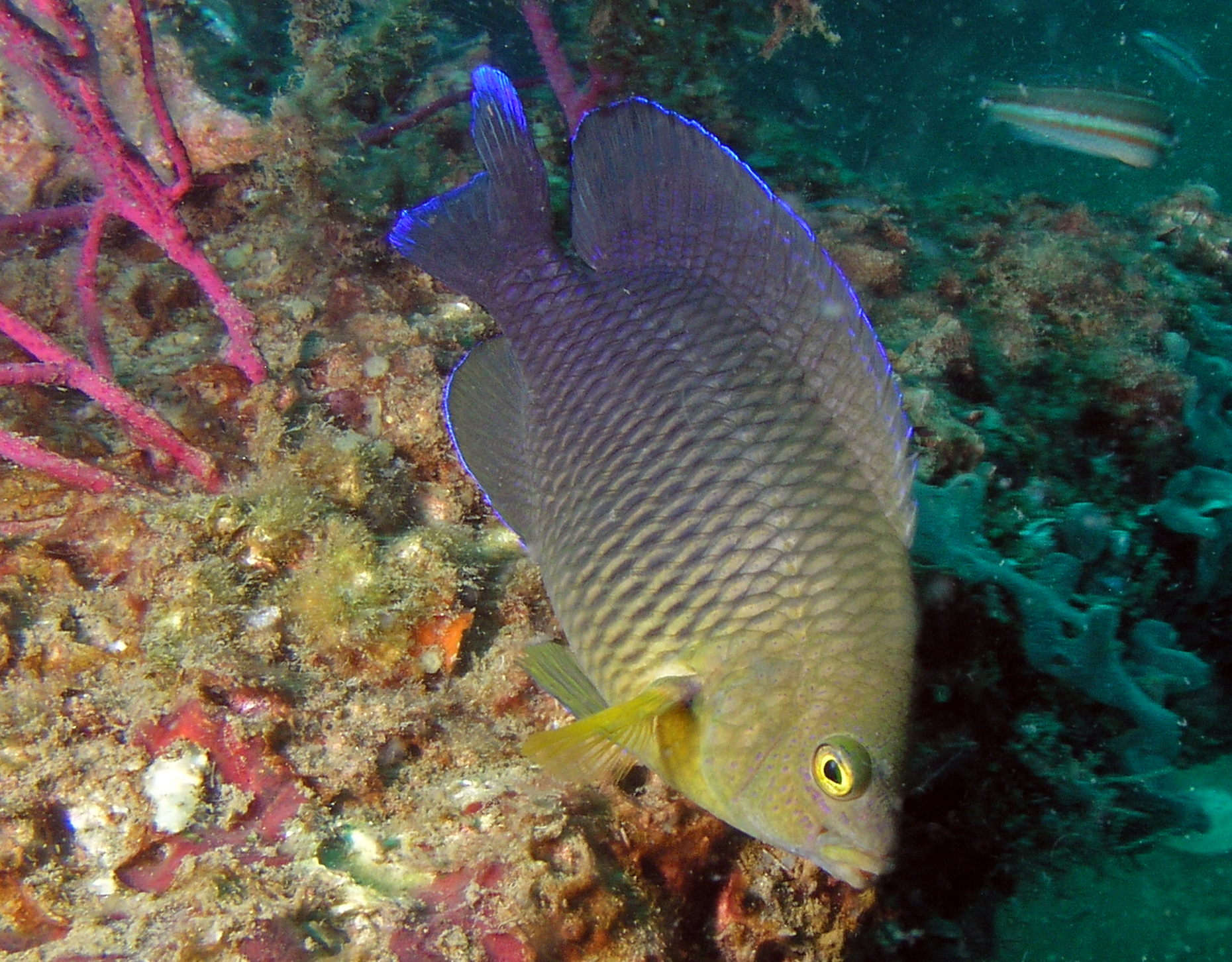 Damselfish with flourescent blue margins | Reef Environmental Education Foundation (REEF)