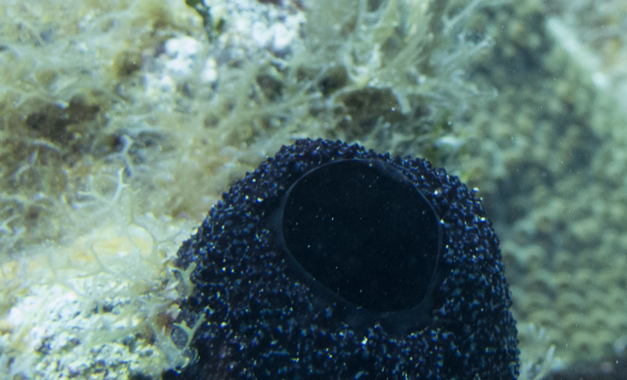 Sponge ID Reef Environmental Education Foundation (REEF)