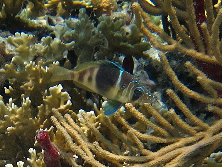 Reef coupons 2019