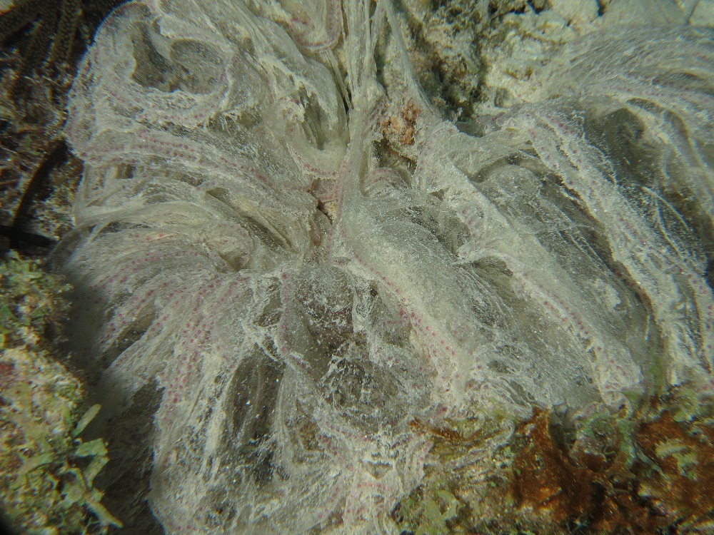 eggs sack what kind of egg sack is this? Reef Environmental Education