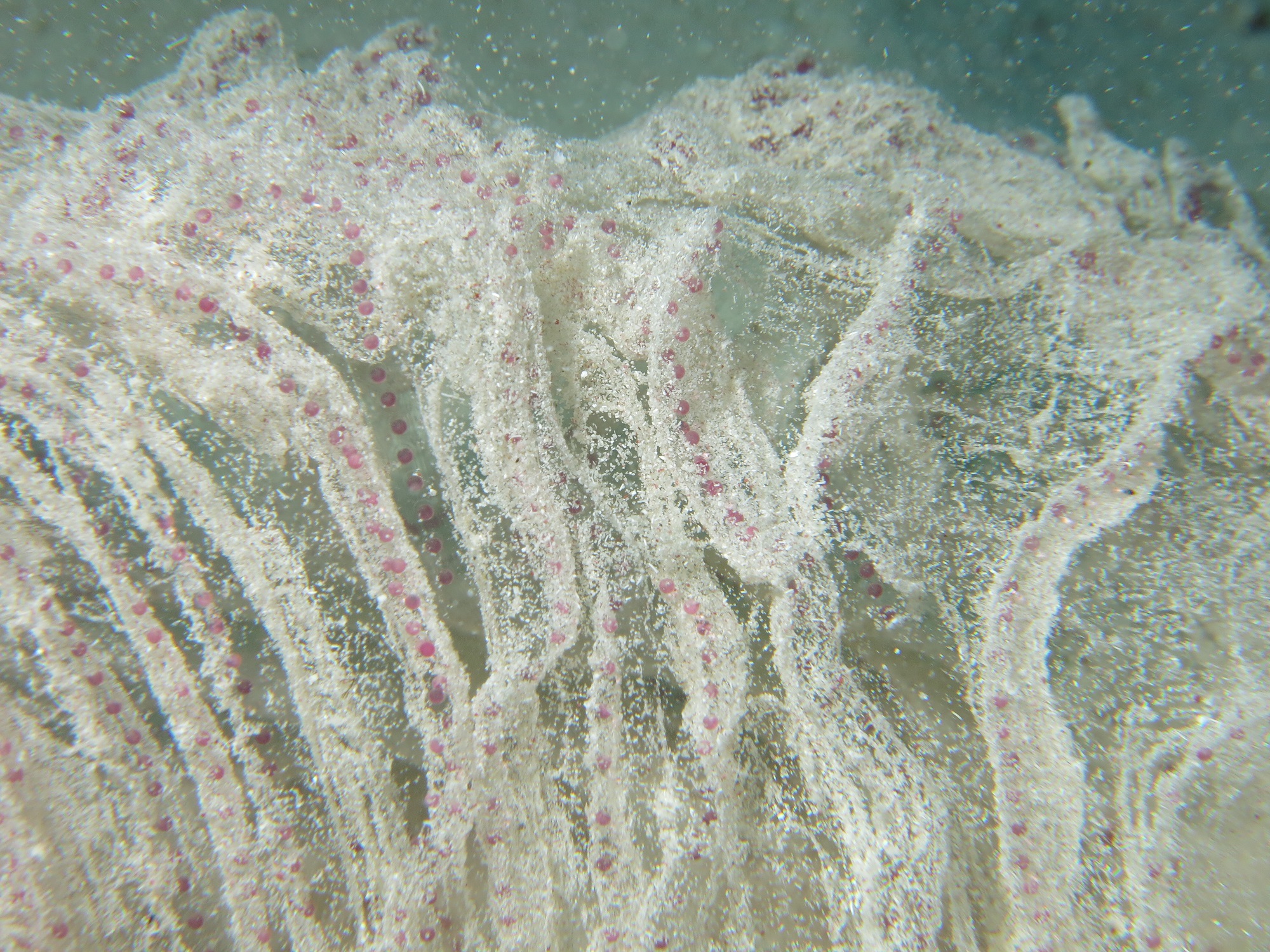 eggs sack what kind of egg sack is this? Reef Environmental Education