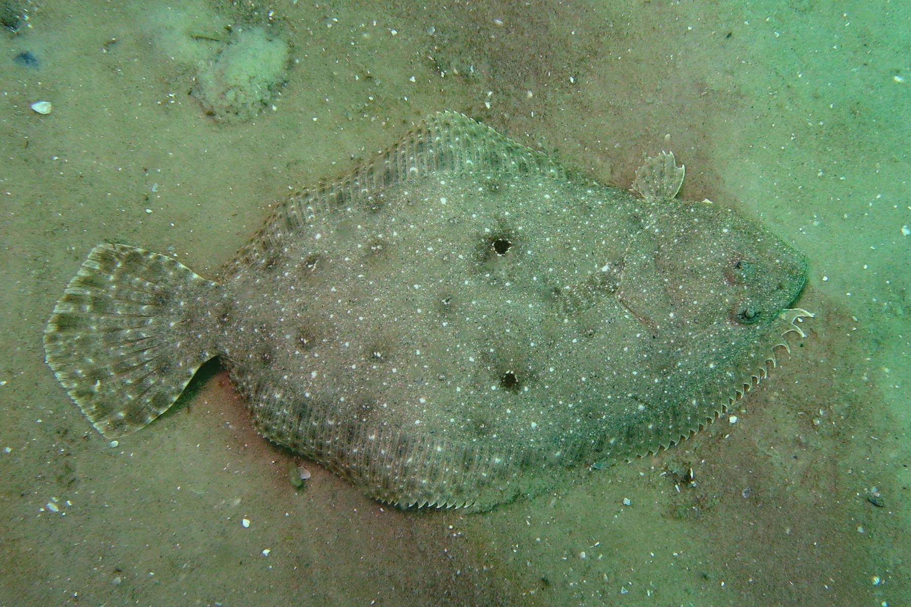 Gulf flounder Alchetron, The Free Social Encyclopedia