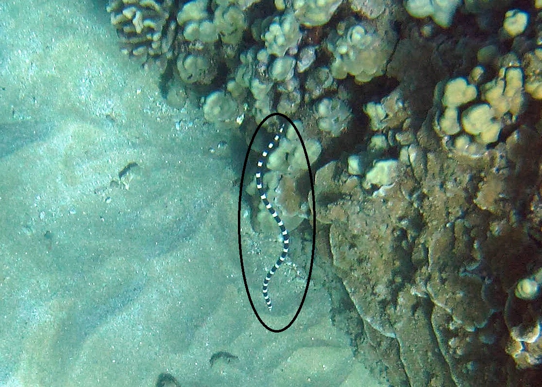 Maui - not a sea snake | Reef Environmental Education Foundation (REEF)