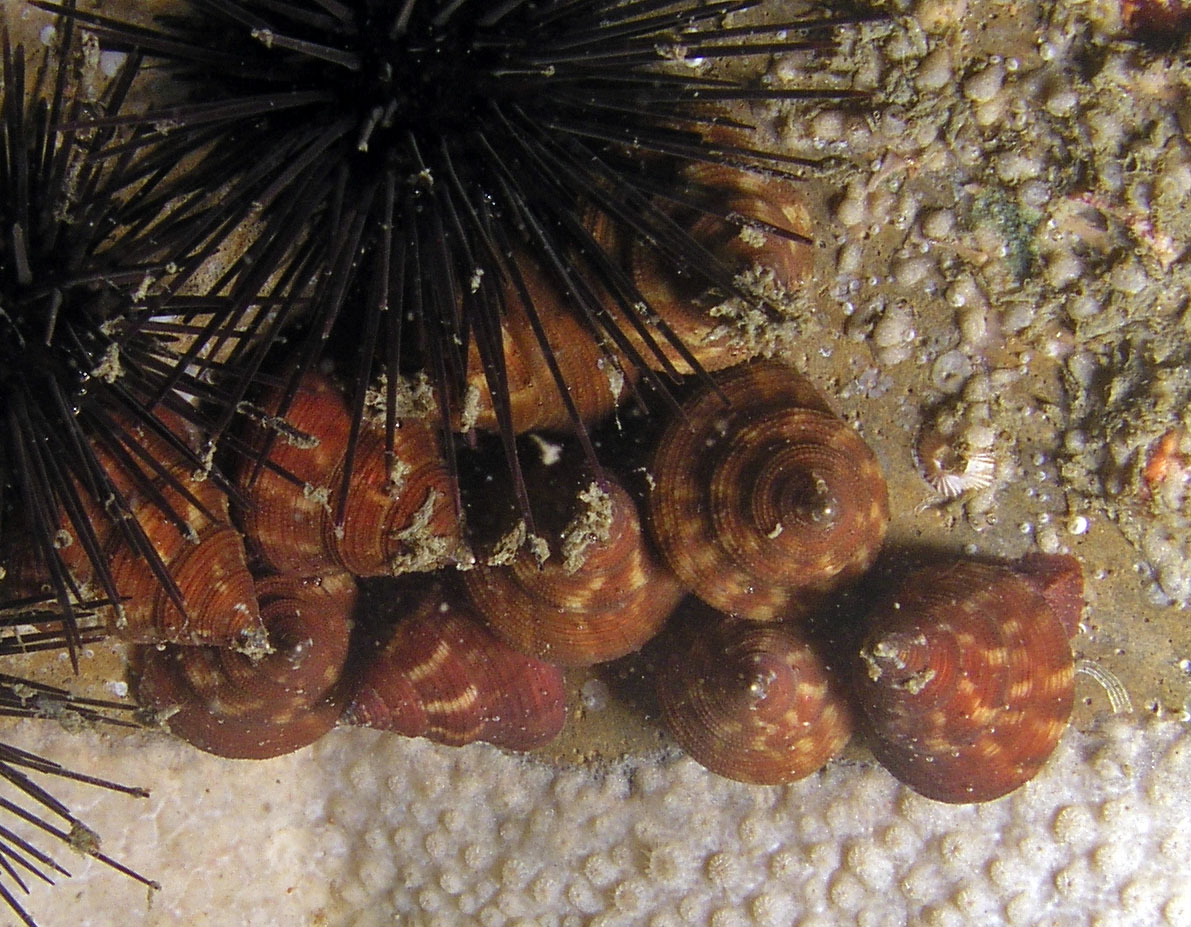 Top Snail Gulf of Mexico Reef Environmental Education Foundation (REEF)