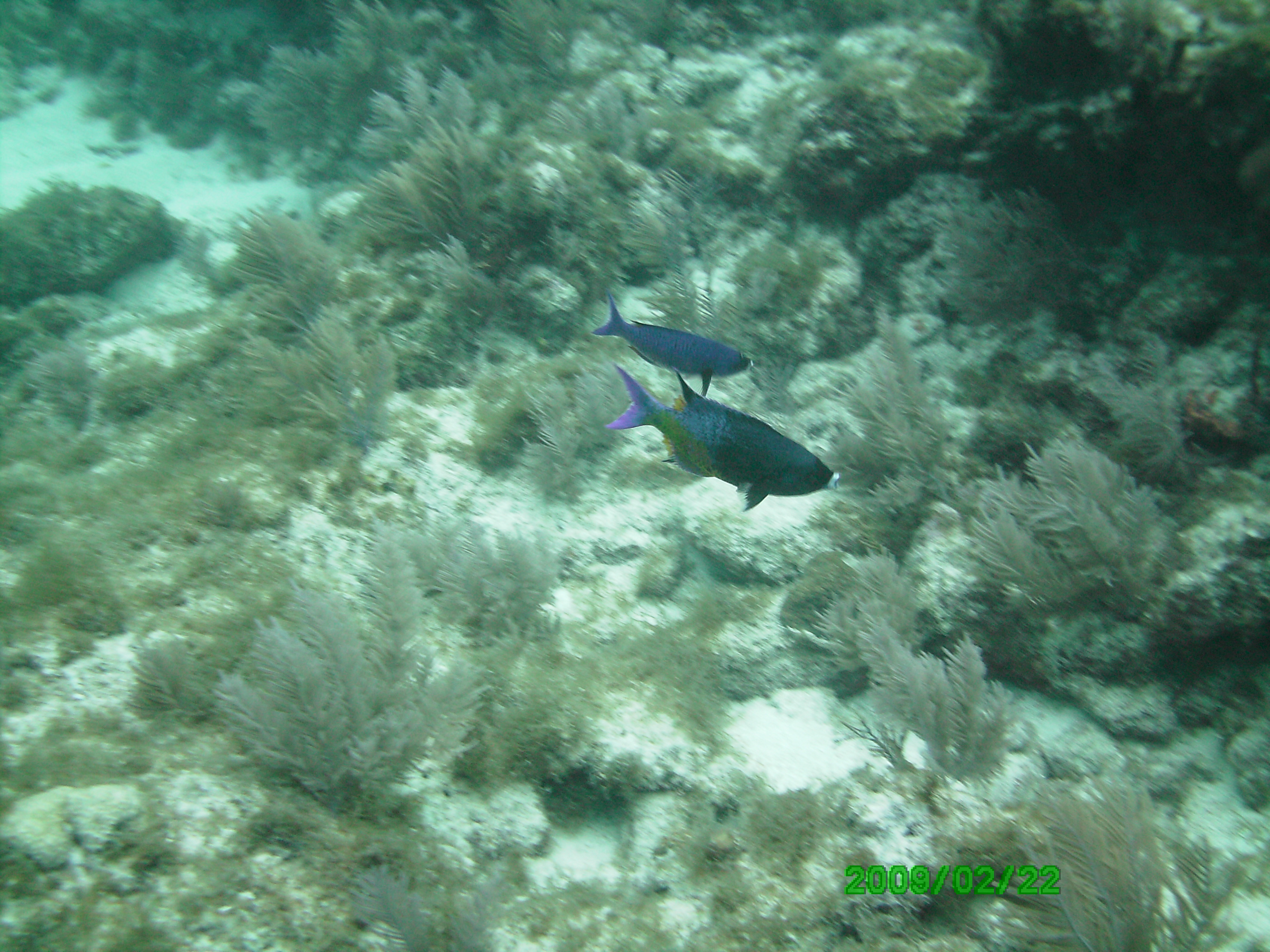 Fish ID, 2 photos from my trip on Molasses Reef in Key Largo Reef Environmental Education