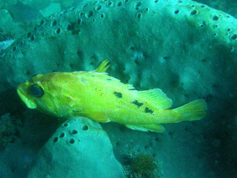 What Kind of Rockfish? Reef Environmental Education Foundation (REEF)