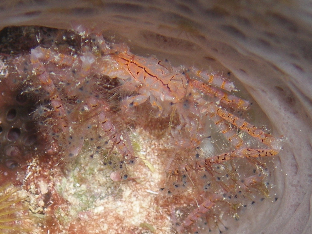 Little decorator crab..what is it? Reef Environmental Education