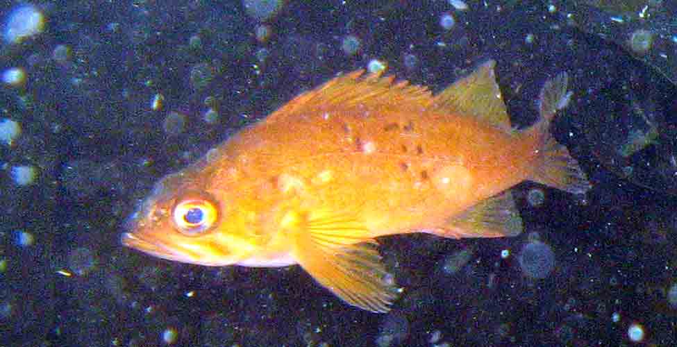 JV rock fish Reef Environmental Education Foundation (REEF)