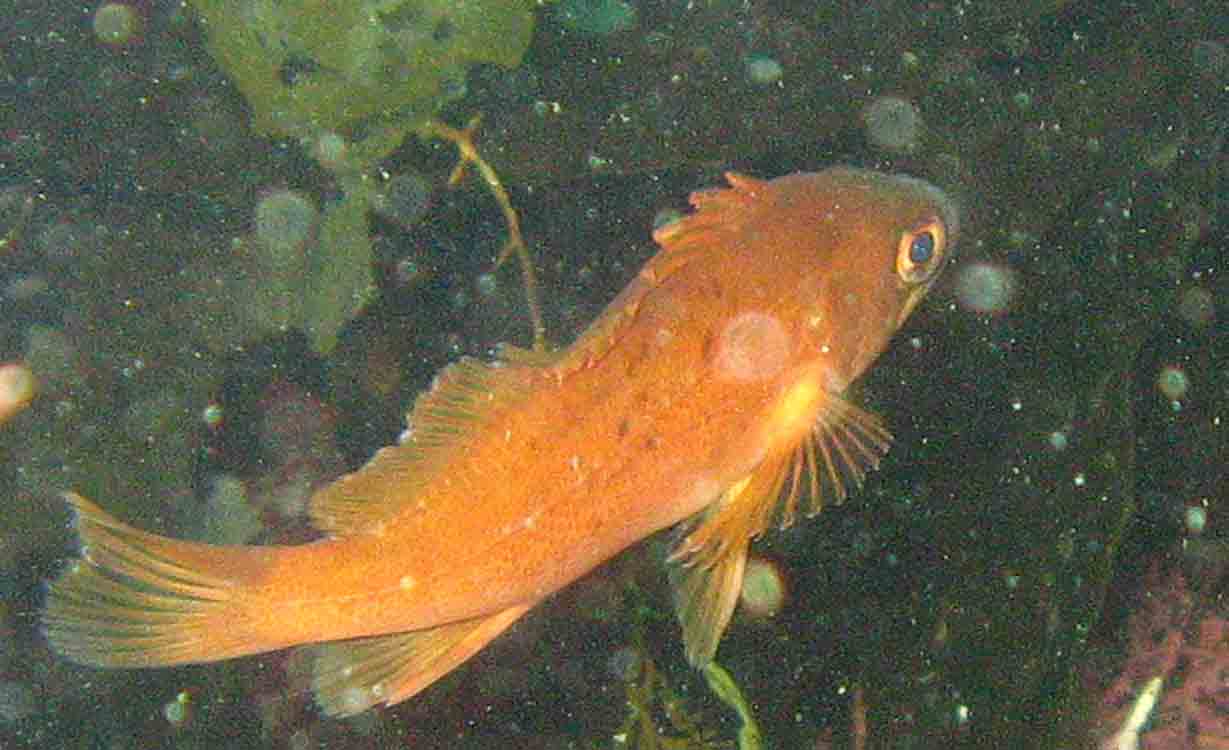 JV rock fish Reef Environmental Education Foundation (REEF)