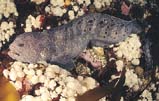 Wolf Eel: This large fish is not actually an eel but resembles one as it swims.  The large bulbous head and black spots characterize this hard to mistake fish.  Pairs of wolf eel  inhabit dens in crevices and apparently form pair bonds.