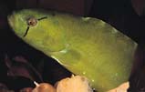 Penpoint Gunnel: Gunnels are elongated, eel like fishes that are often found mixing in with the bottom debris and marine plants.  The penpoint gunnel blends in well with its green body.  The thin black bar through the eye and small spots along the midbody are good visual