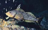 Kelp Greenling: The greenling family is only represented on the west coast of the US and Canada.  The kelp greenling is a common sight for divers in the Pacific Northwest, especially the females (pictured above).
