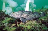 Lingcod: The lingcod is also a member of the greenling family.  During winter months, females lay large white egg masses that males then guard.  Many REEF volunteers monitor lingcod nests.  Sought after as a food fish, this ground fish has suffered serious decline
