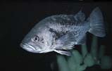 Black Rockfish: Similar to grouper, rockfish are long lived (some have been found to live 80 years). Vulnerable to fishing pressure, rockfish species have seriously declined in numbers. Black rockfish are distinguished from others by their slate blue color and no lines r