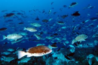 Over 4,000 Nassau grouper spawn at the aggregation site on Little Cayman.: Photo by Phil Bush.