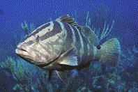 Nassau Grouper
