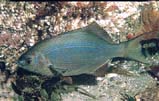 Striped Seaperch: Perch are a common sight along the US west coast.  The striped perch is one of the larger perch in the Northwest, and is distinguished by the bluish thin lines that run along the sides.