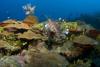 Two Indo-Pacific lionfish swimming around a coral head in the Bahamas.