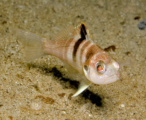 blackearbass