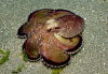 Brown Stripe Octopus