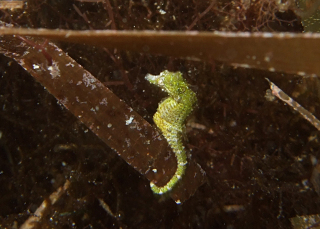 Dwarf Seahorse - Key Largo