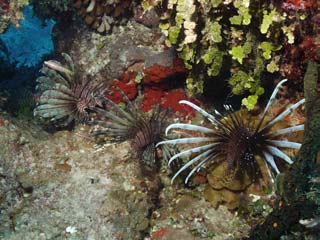 lionfish