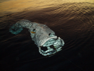 Satellite drifter being deployed at the spawning aggregation site.: Photo by Brenda Hitt